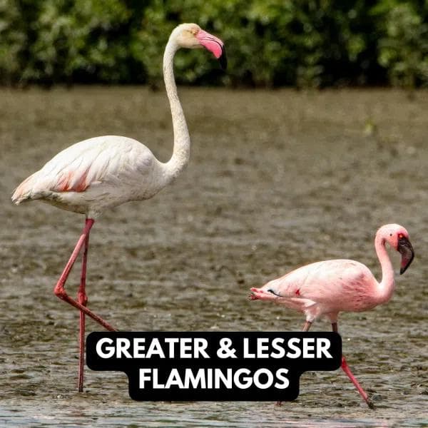 Greater & Lesser Flamingos
