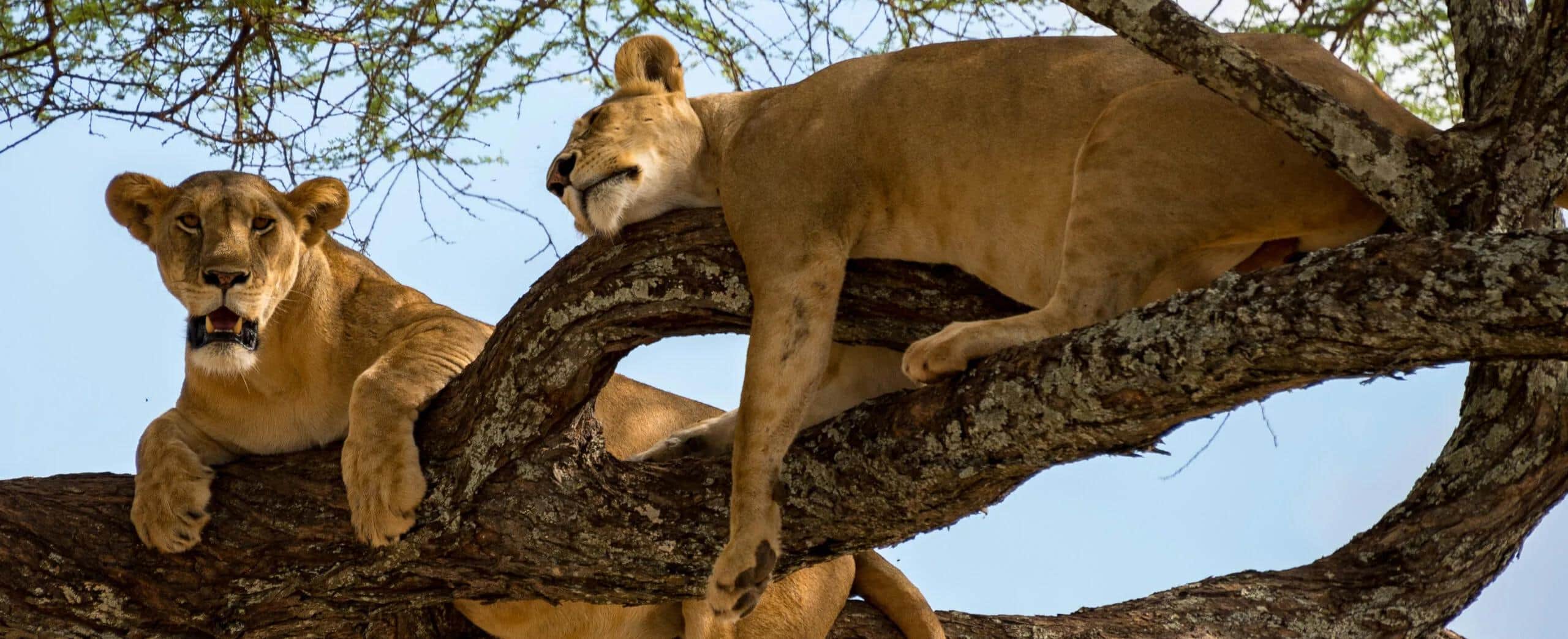 Two lions resting on the branches of a tree against a clear blue sky in the African savanna