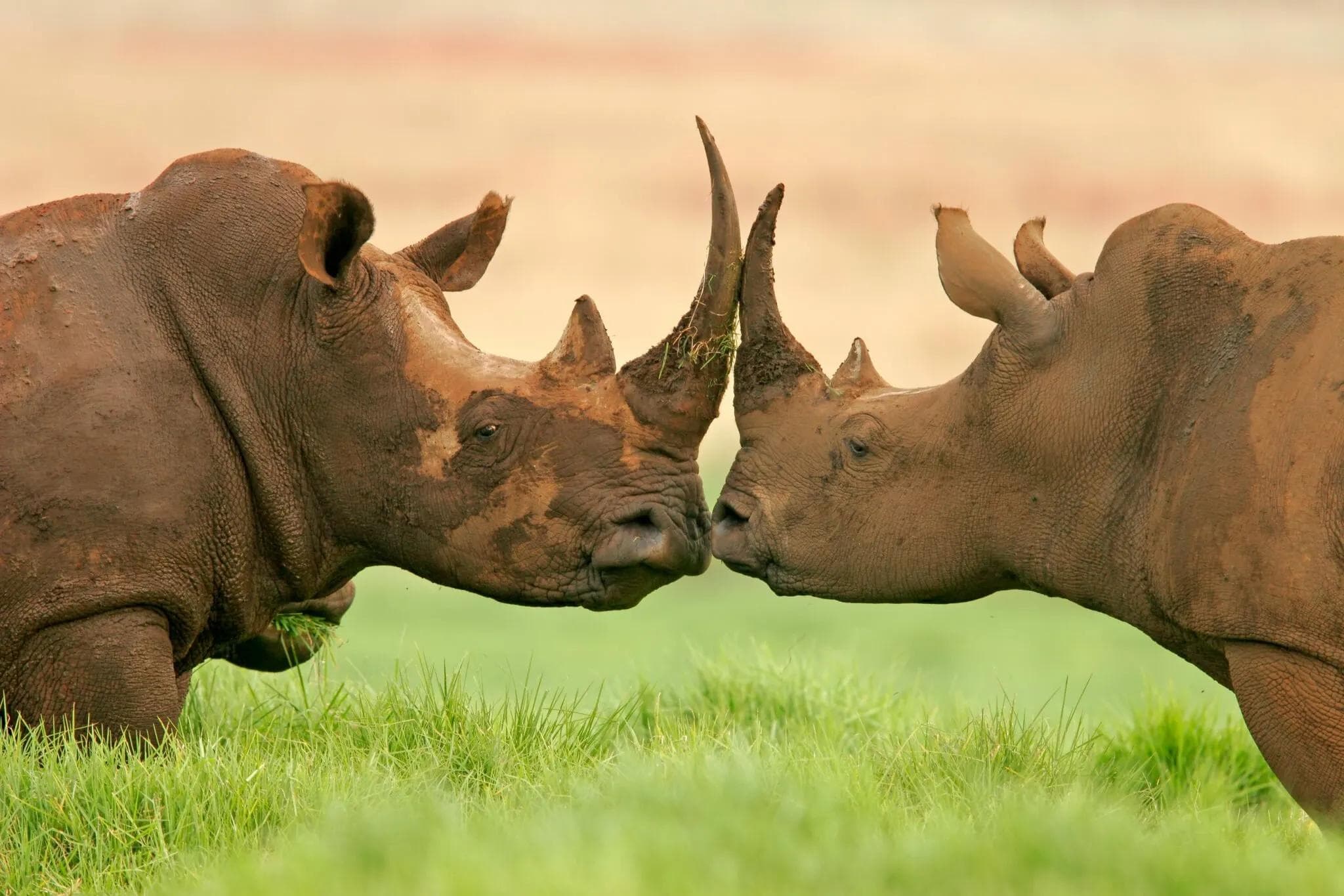 White Rhino kiss