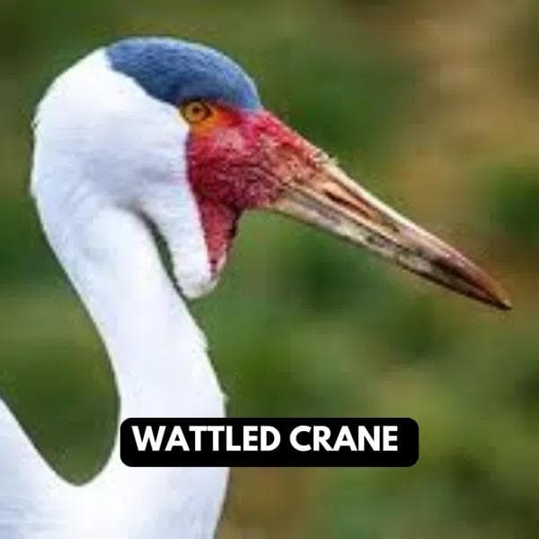 Wattled Crane