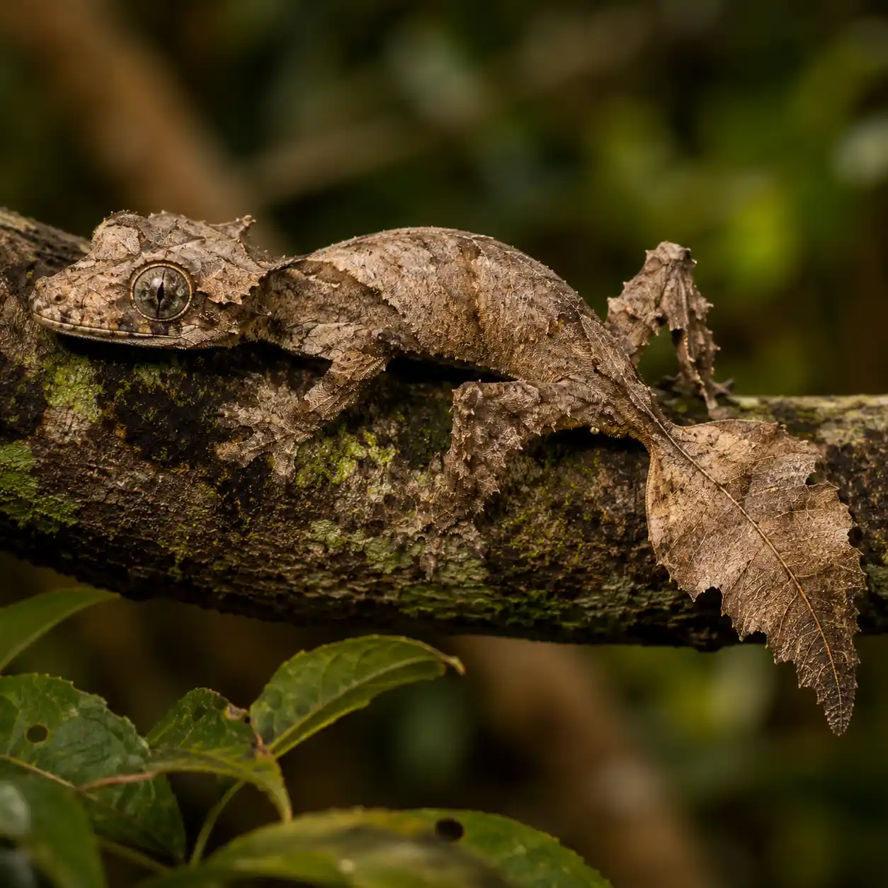 Leaf-Tailed Geckos: Masters of Disappearing