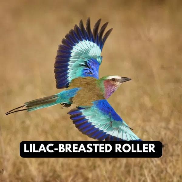 Lilac-Breated Roller