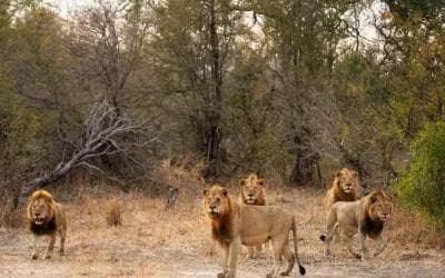 Five male lions walking through dry savanna near woodland, representing a powerful African lion coalition.