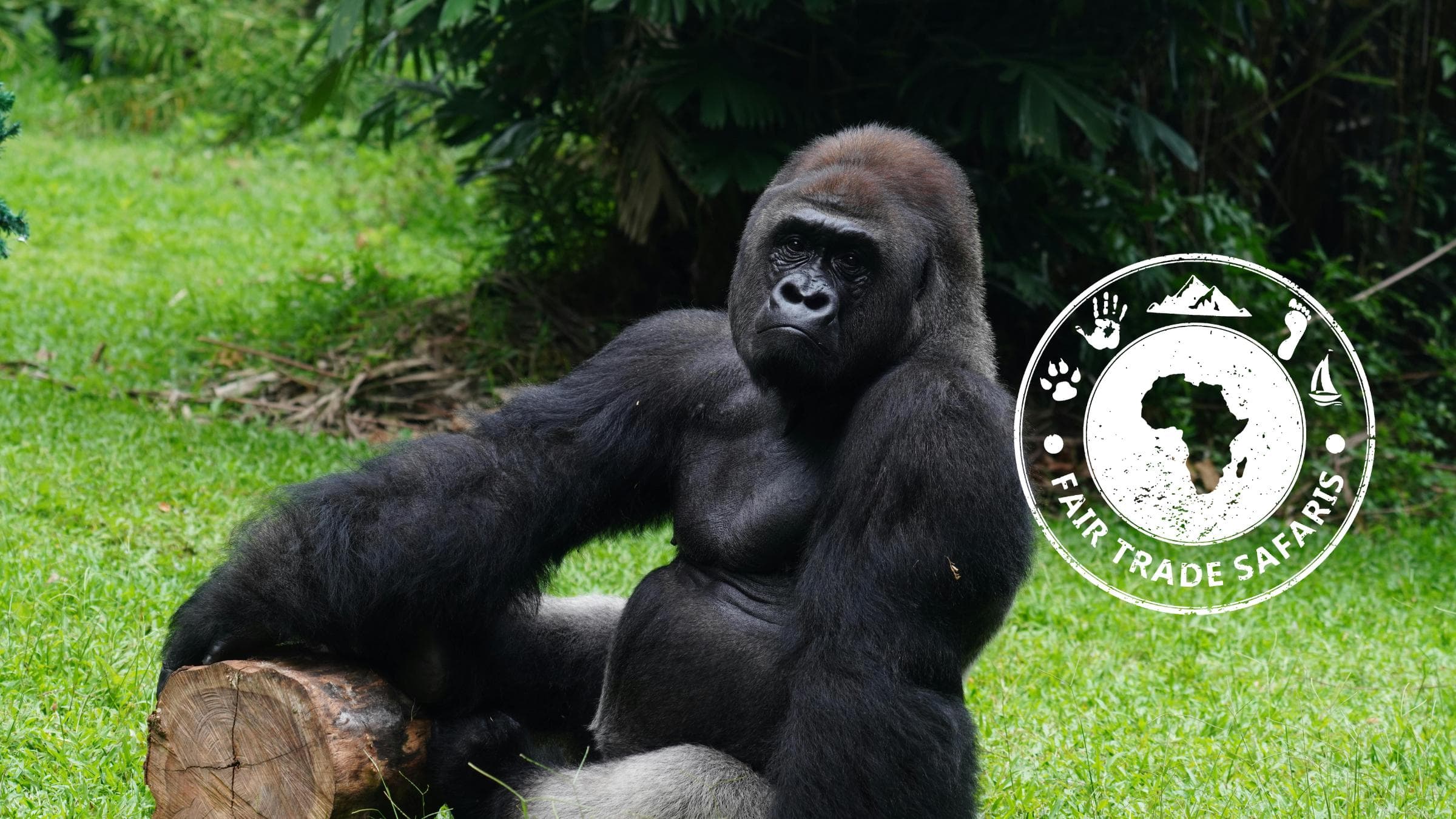 Mountain gorilla resting in lush green forest at Mgahinga Gorilla National Park, Uganda.