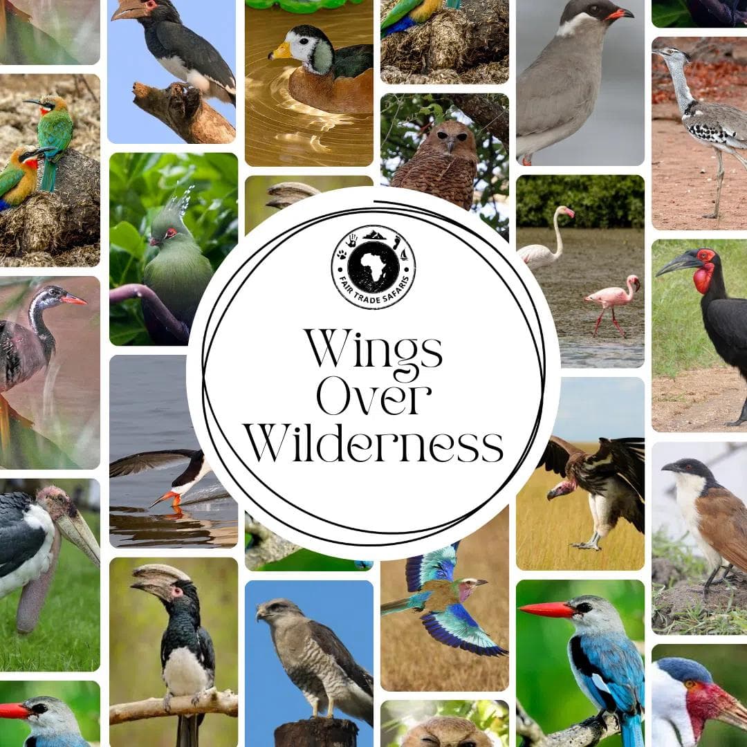 Wings Over Wilderness: Top Birding Hotspots in Southern Africa for the Safari Traveler