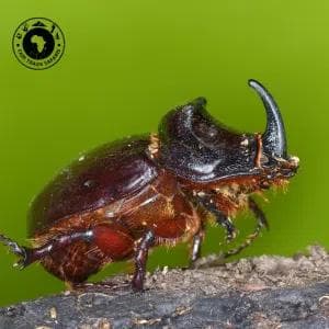 Rhino Beetle