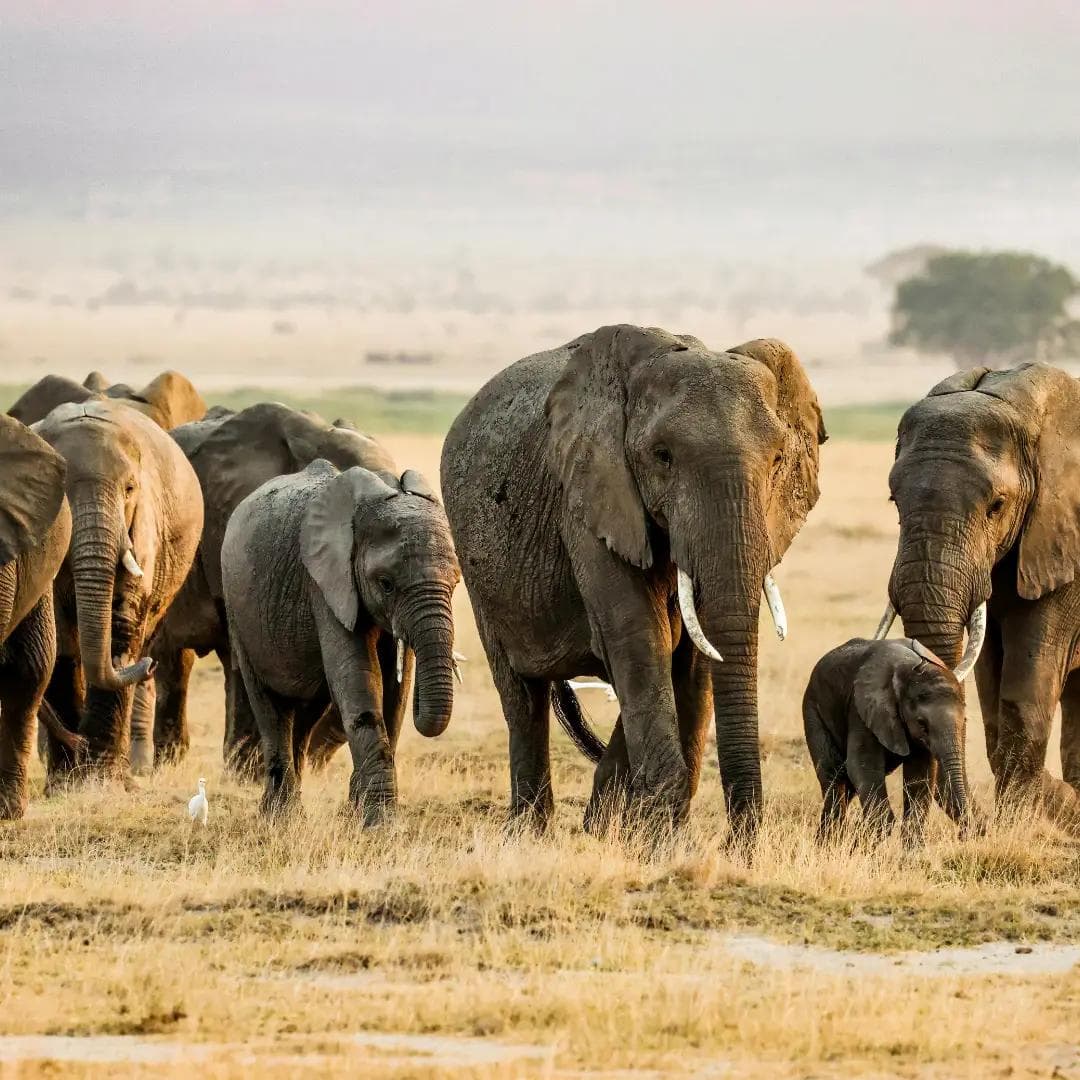 The Elephant Migration of Northern Botswana