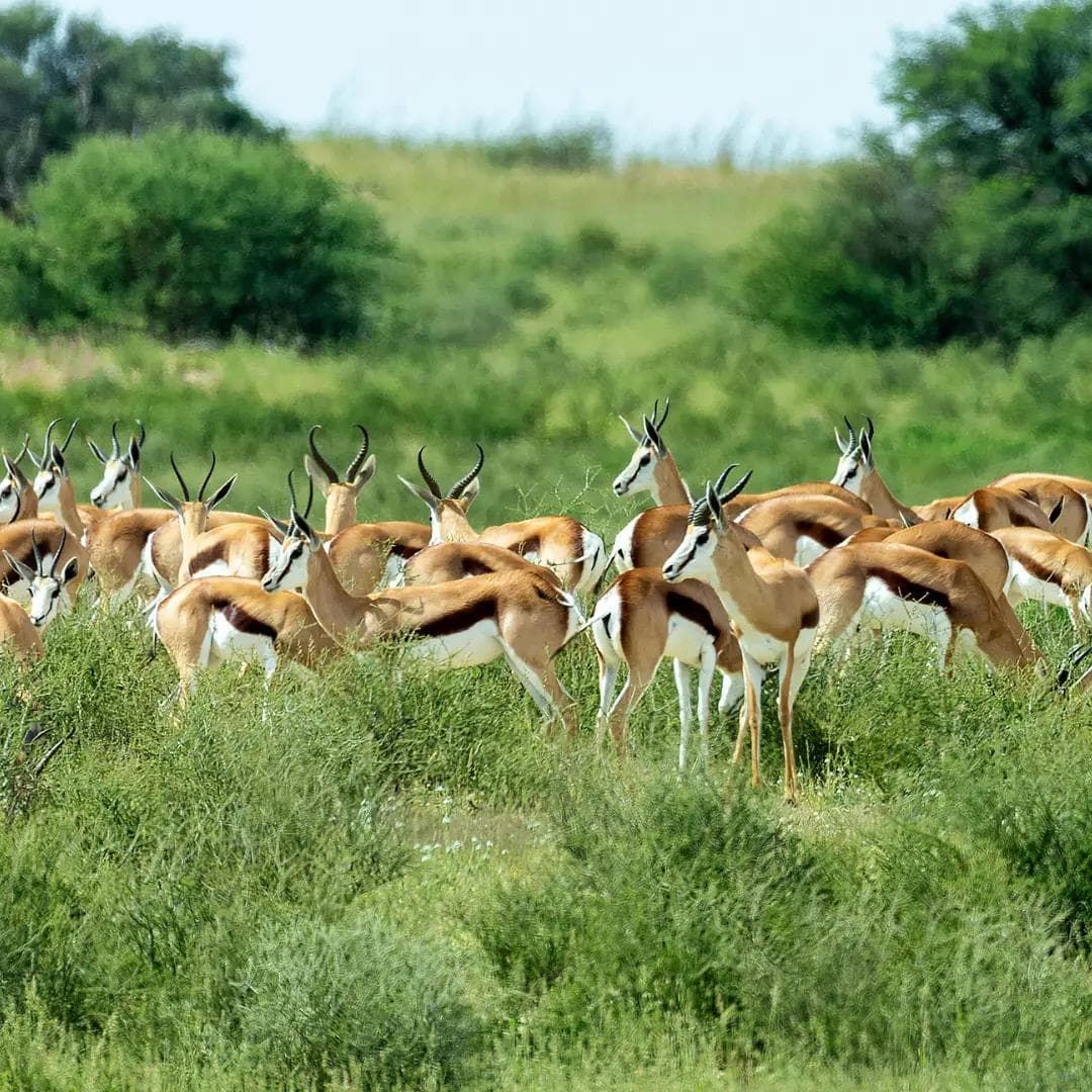 Springbok Migrations of South Africa