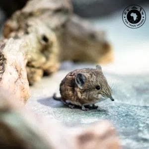 Elephant Shrew