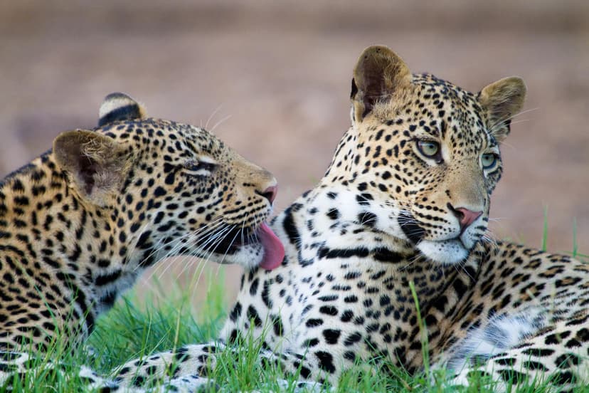 Leopards