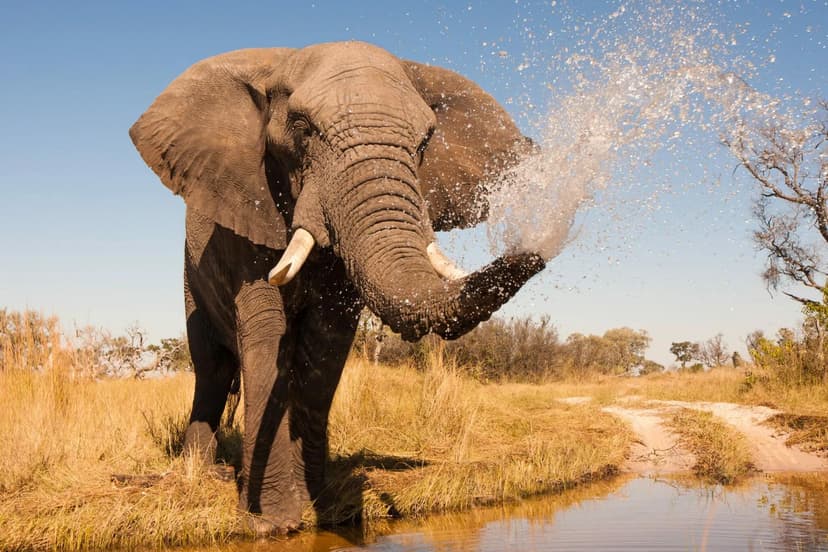 Elephant spraying water close up copy 2048x1365