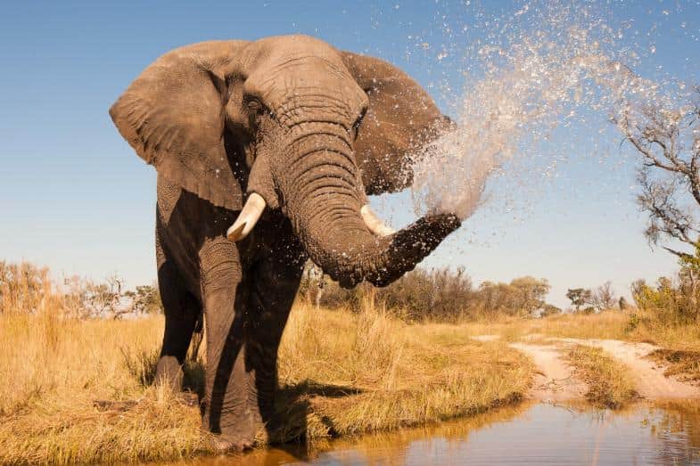 African elephant spraying water at a muddy waterhole in Kenya’s Amboseli National Park