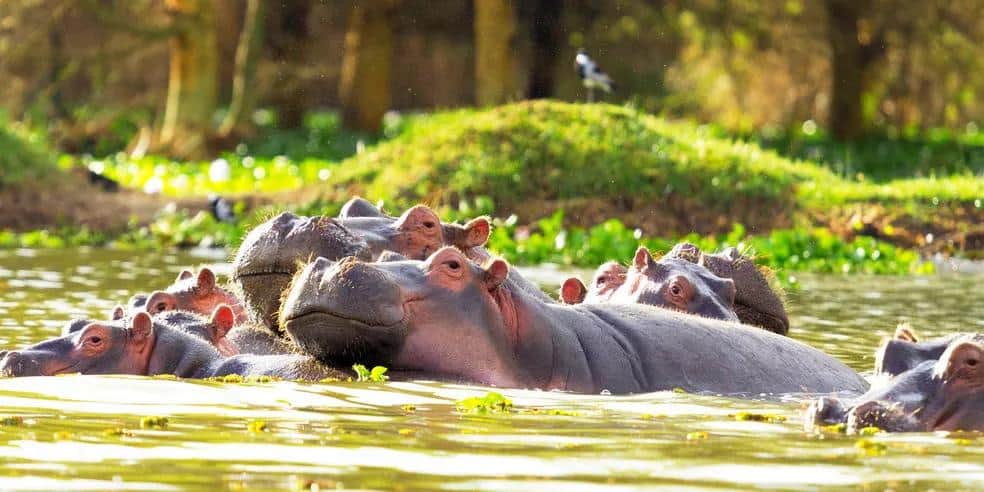 Group of hippos partially submerged in a lush wetland during daylight