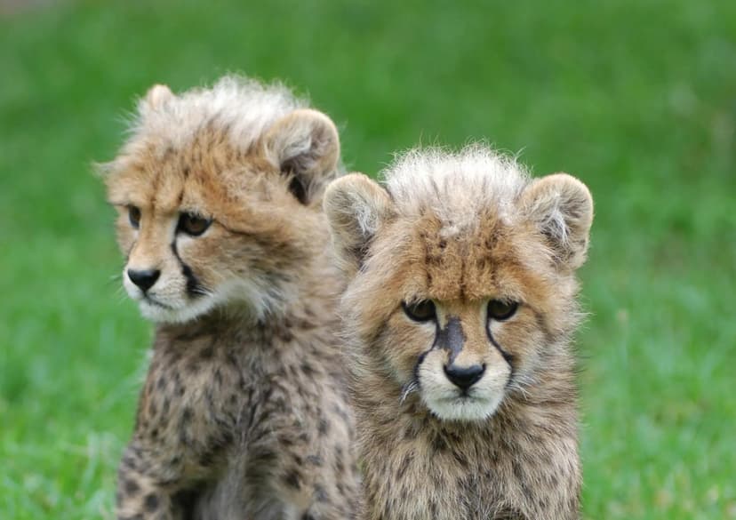 Cute cheetah cubs close up