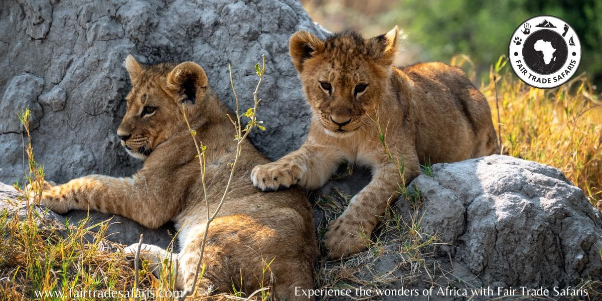 Exploring the Fascinating World of Lion Coalitions