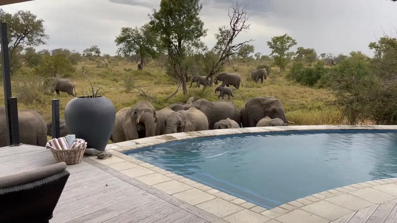 Elephant at the pool