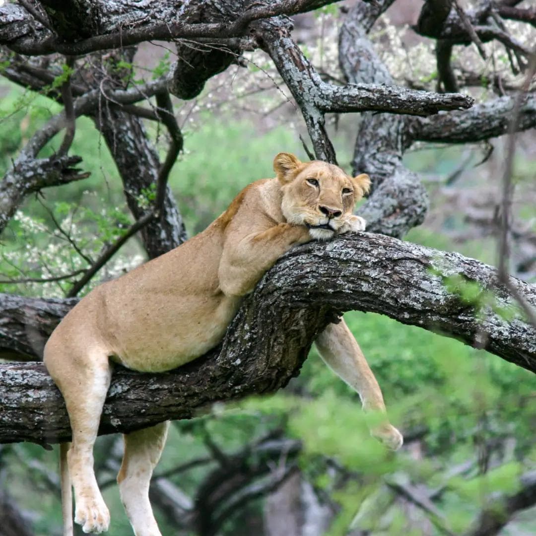 Ishasha tree-climbing lions