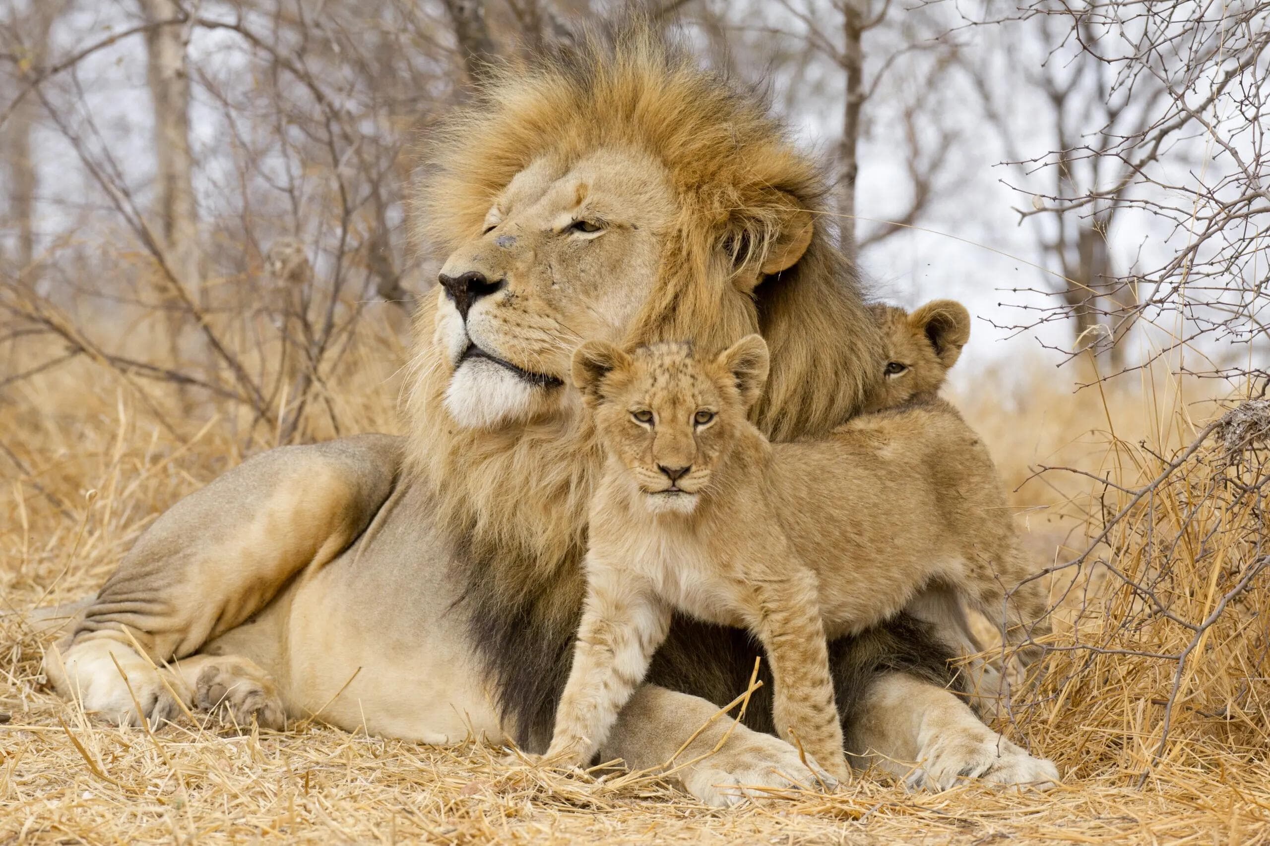 Lion and Cub
