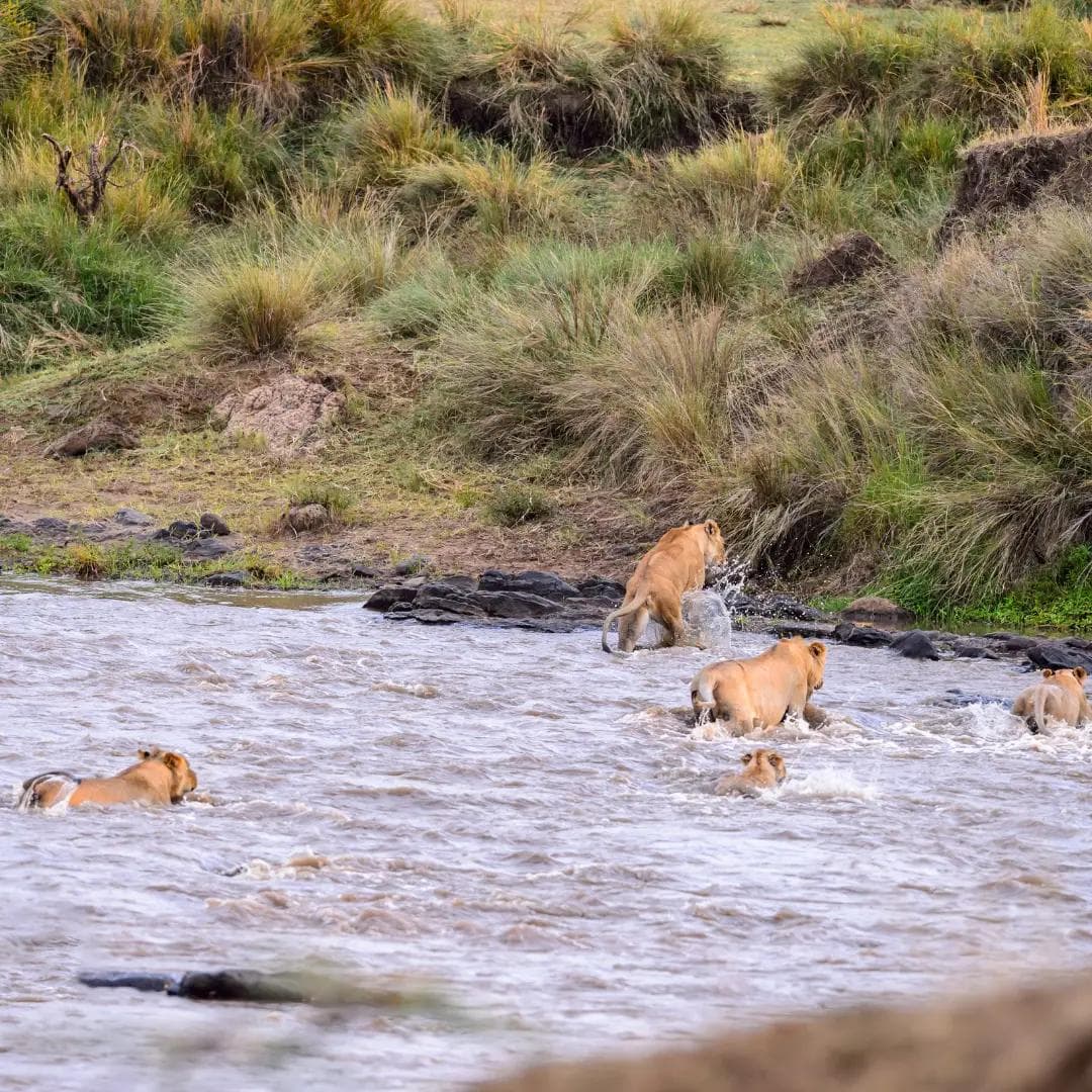 Swimming Lions